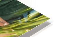 IMG 2572 HD Metal print