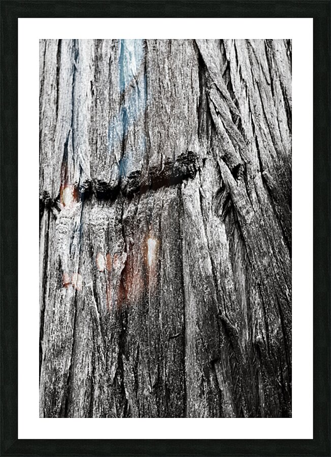 Big Cedar 3  Picture Frame print