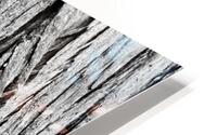 Big Cedar 3  HD Metal print