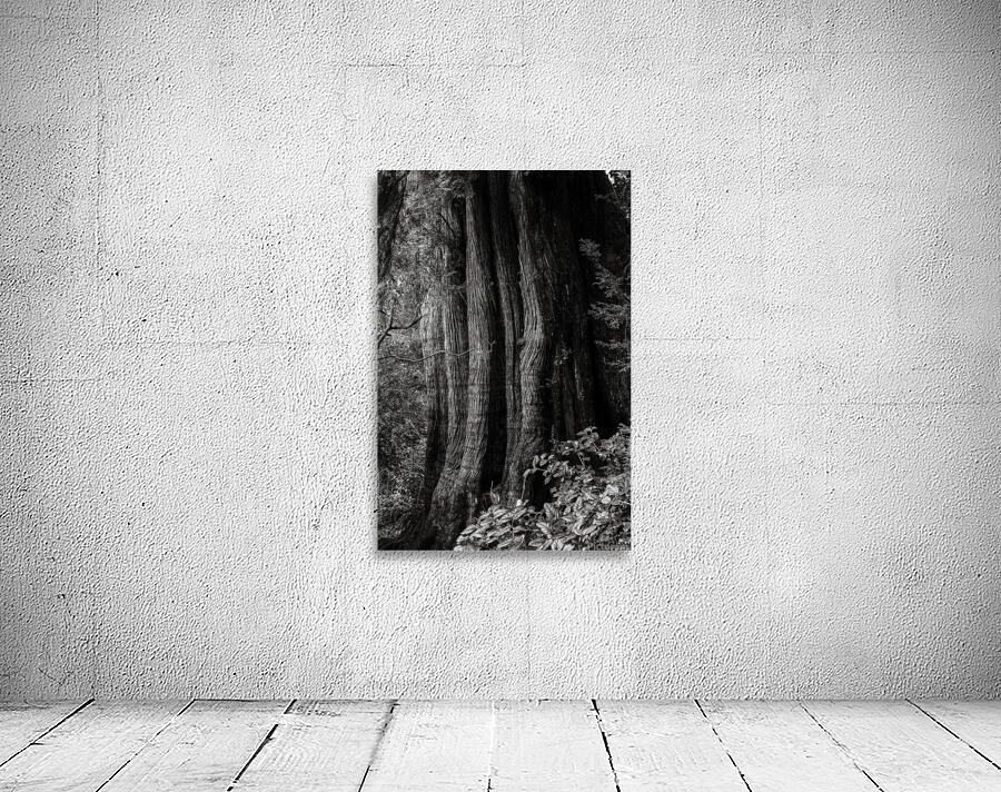 Meares Wall Preview