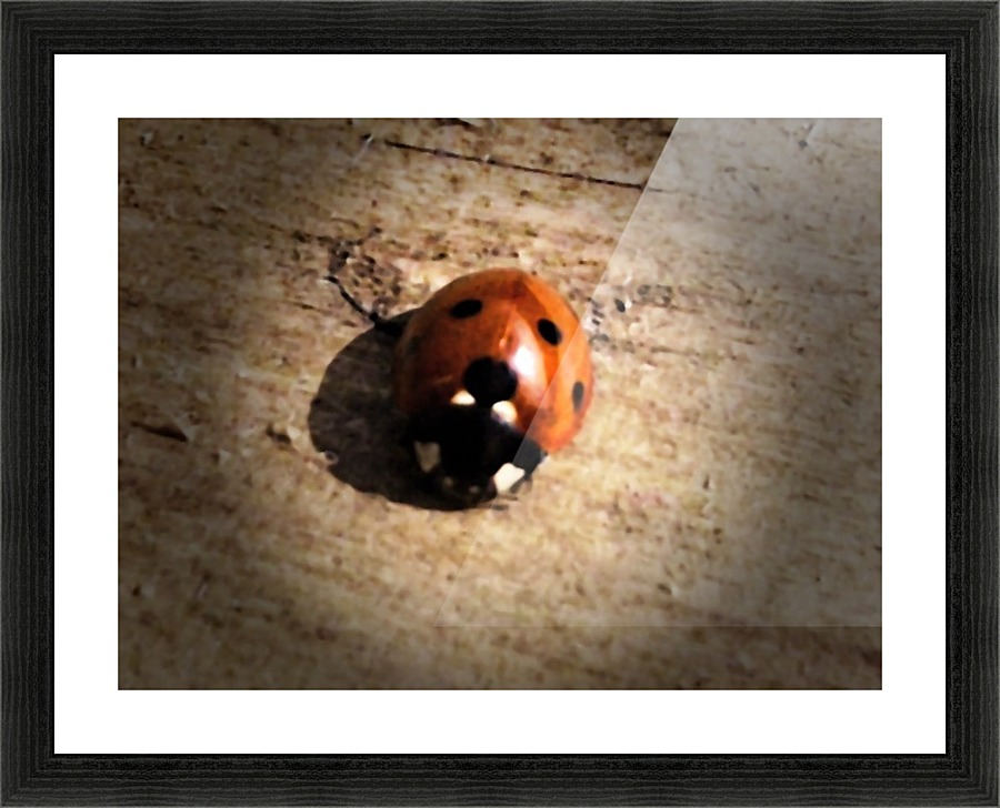 Lady Bird Bug Picture Frame print