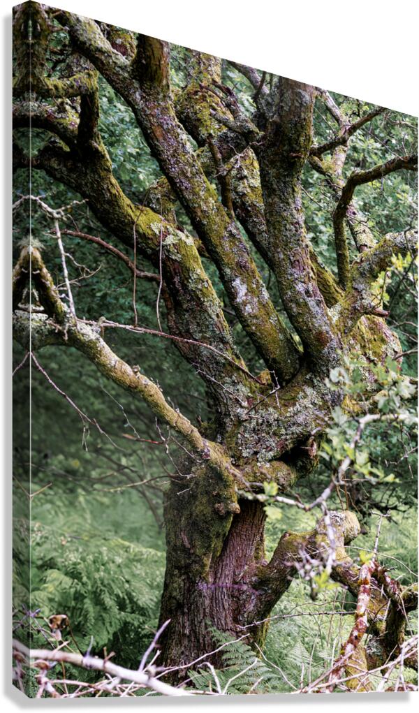 Powerscourt 10