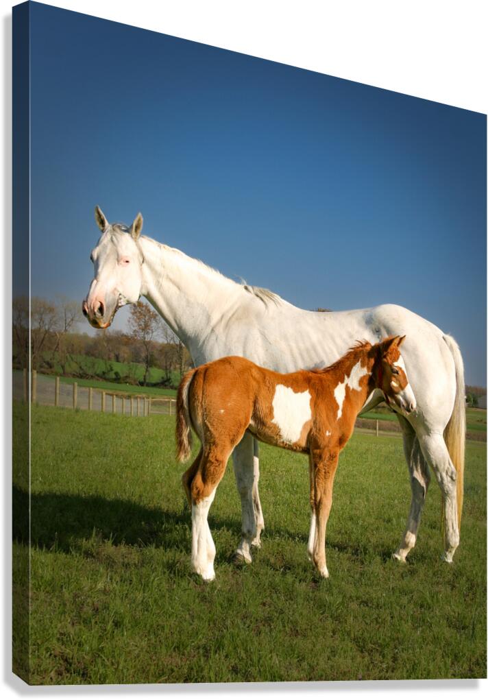 White Mare And Foal. Canvas Print