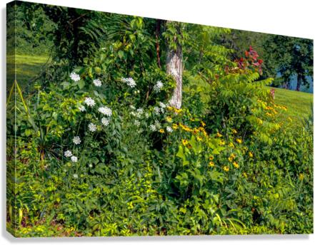 Wildflowers 1
