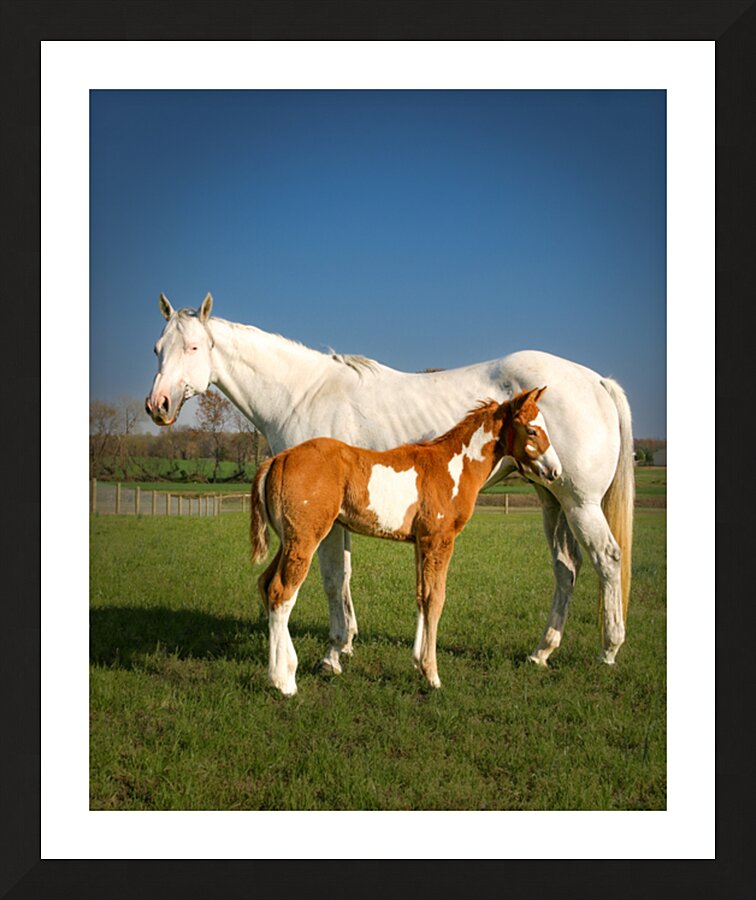 White Mare And Foal. Picture Frame print