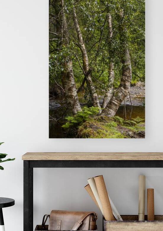 Powerscourt Silver Birch. by Eric Franks