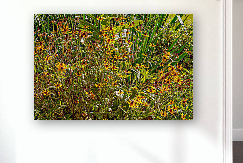 Blackeyed Susans by Eric Franks