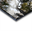 Tree tops Acrylic print