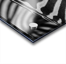 Zebra Close up back Acrylic print