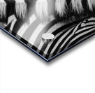  Zebra Close manes Acrylic print