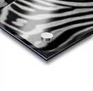  Zebra close-up Front Acrylic print
