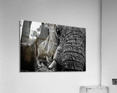 Elephant Close Up Acrylic Print
