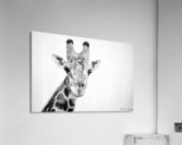 Giraffe Black and White Acrylic Print