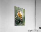 Little Bee-eater Portrait Acrylic Print