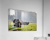 Zambezi Buffalo  Acrylic Print