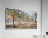 Leadwood Forest Acrylic Print
