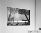 Elephant Black & White  Acrylic Print