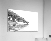 Zambezi Crocodile  Acrylic Print