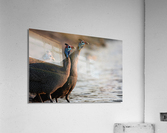 Guineafowl drinking Acrylic Print