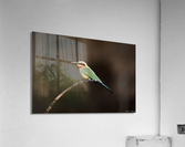 White Fronted Bee-eater Acrylic Print