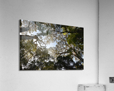 Tree tops Acrylic Print