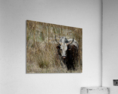 Nguni Cow Acrylic Print