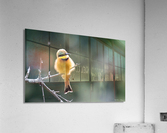 Little Bee-eater Acrylic Print