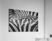  Zebra Close up back Acrylic Print