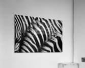  Zebra Close manes Acrylic Print