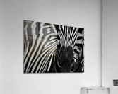  Zebra close-up Front Acrylic Print