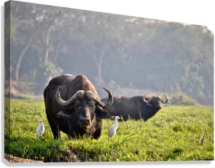 Zambezi Buffalo  Canvas Print