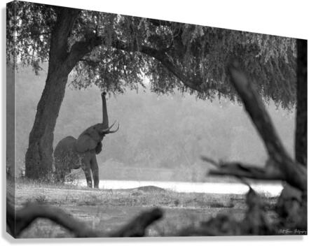 Elephant Black & White  Canvas Print