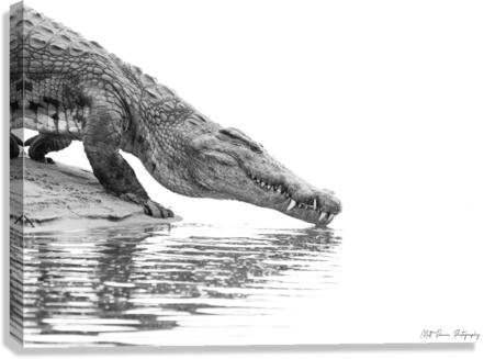 Zambezi Crocodile  Canvas Print