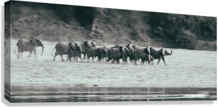 Elephant Stampede Canvas Print