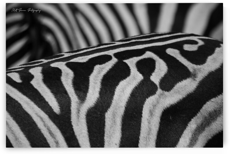  Zebra Close up back by Matt Parvin Photography