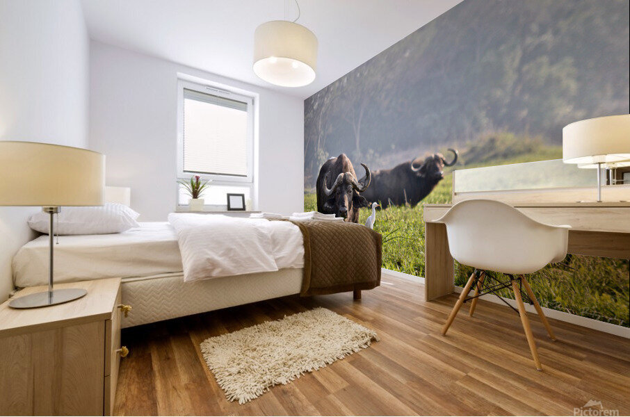 Zambezi Buffalo  Mural print