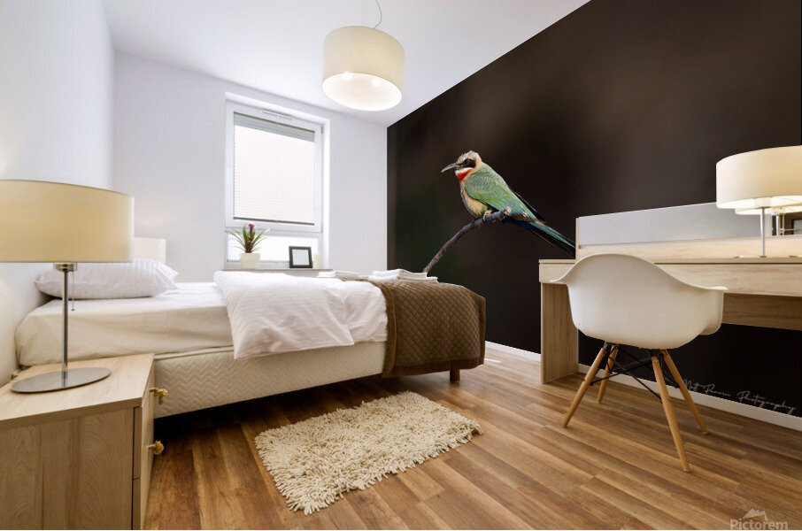 White Fronted Bee-eater Mural print
