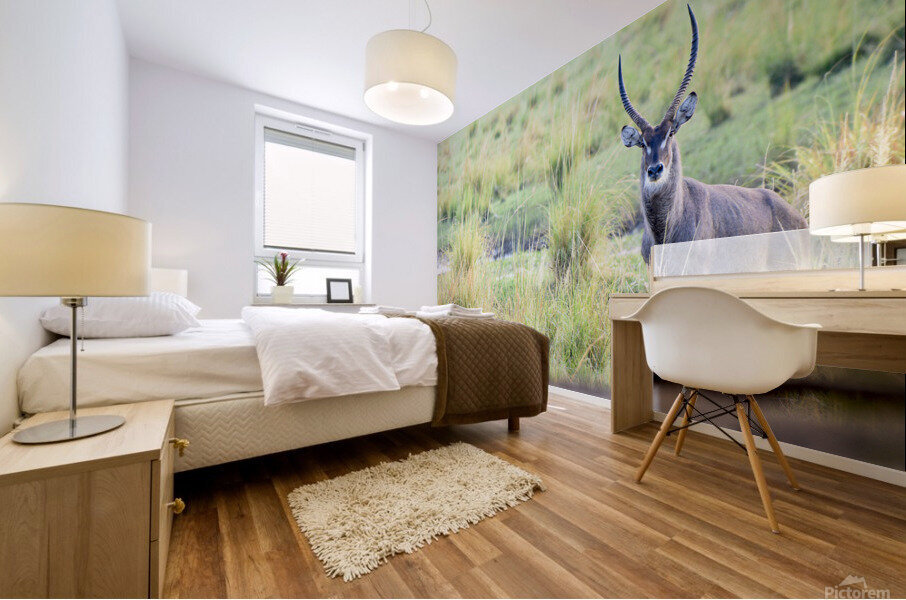 Waterbuck Posing Mural print