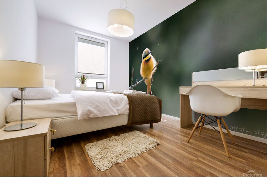 Little Bee-eater Mural print