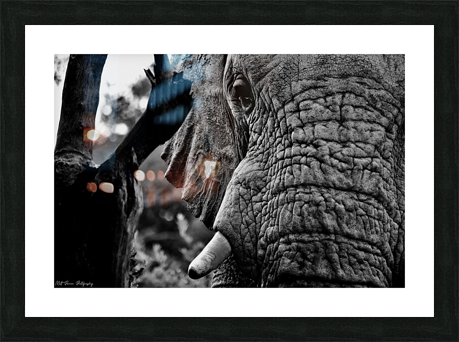 Elephant Close Up Picture Frame print