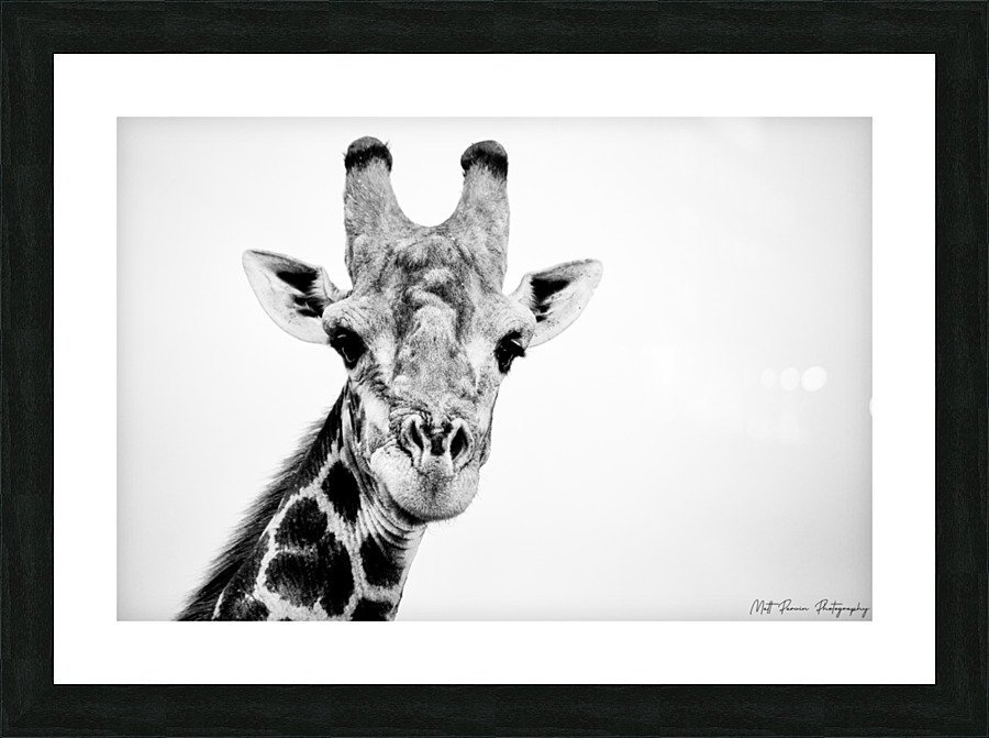 Giraffe Black and White Picture Frame print