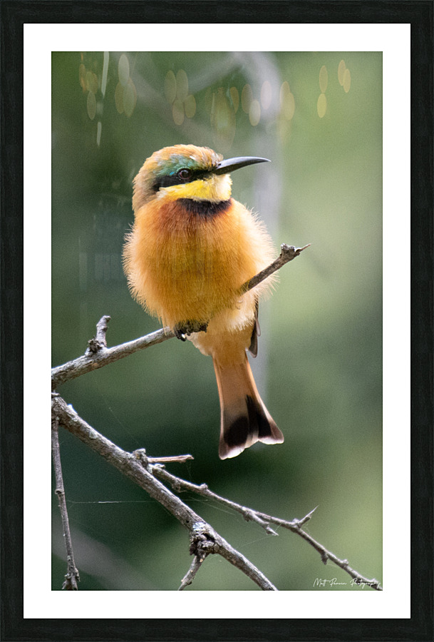 Little Bee-eater Portrait Picture Frame print