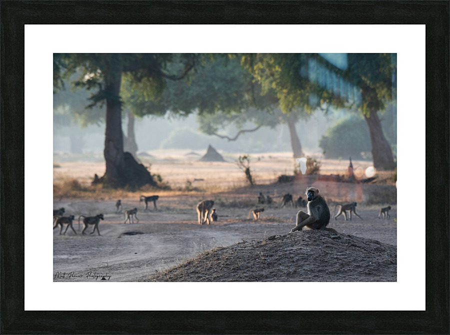 Baboon Sentry Picture Frame print