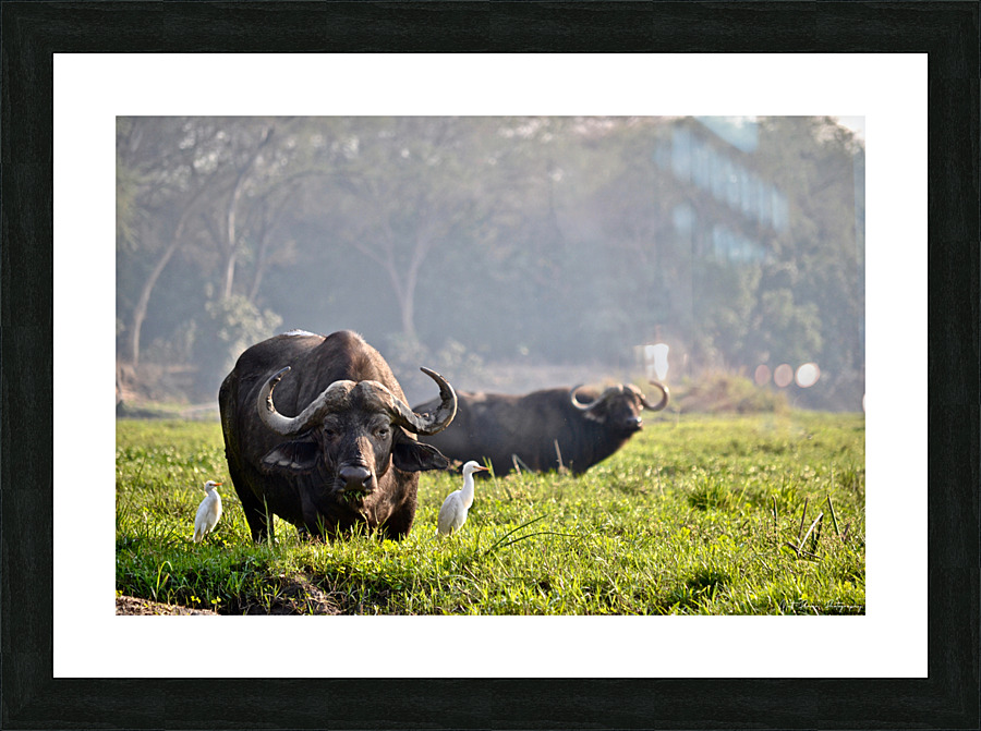 Zambezi Buffalo  Picture Frame print