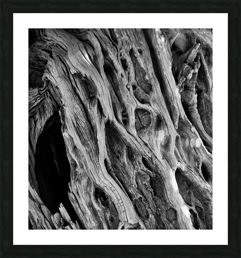 Dead Tree Textures Picture Frame print
