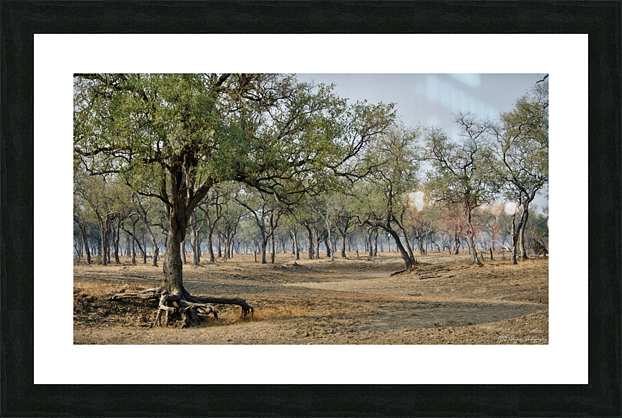 Leadwood Forest Picture Frame print