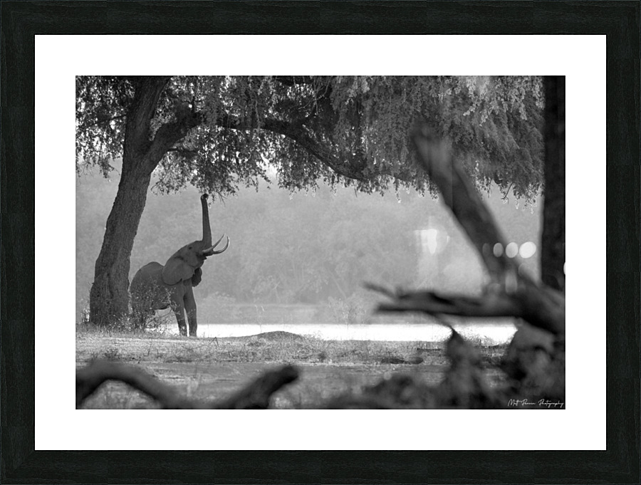 Elephant Black & White  Picture Frame print