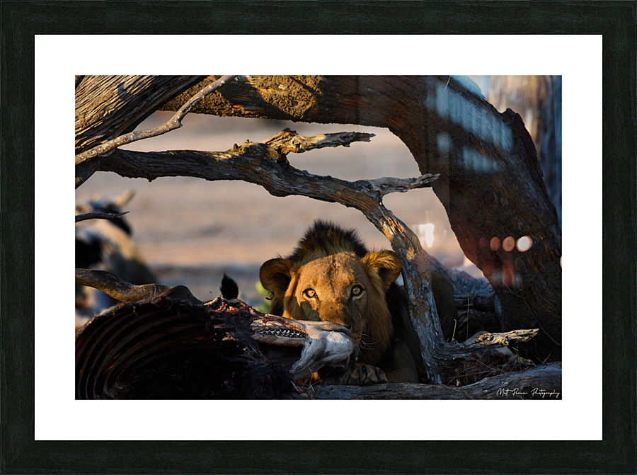 Lion Staredown Picture Frame print
