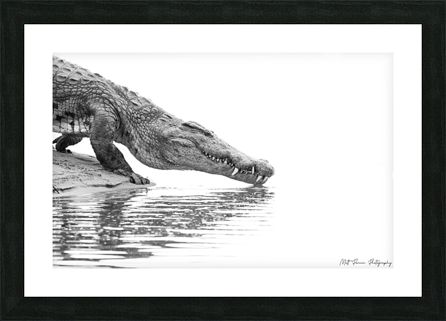 Zambezi Crocodile  Picture Frame print