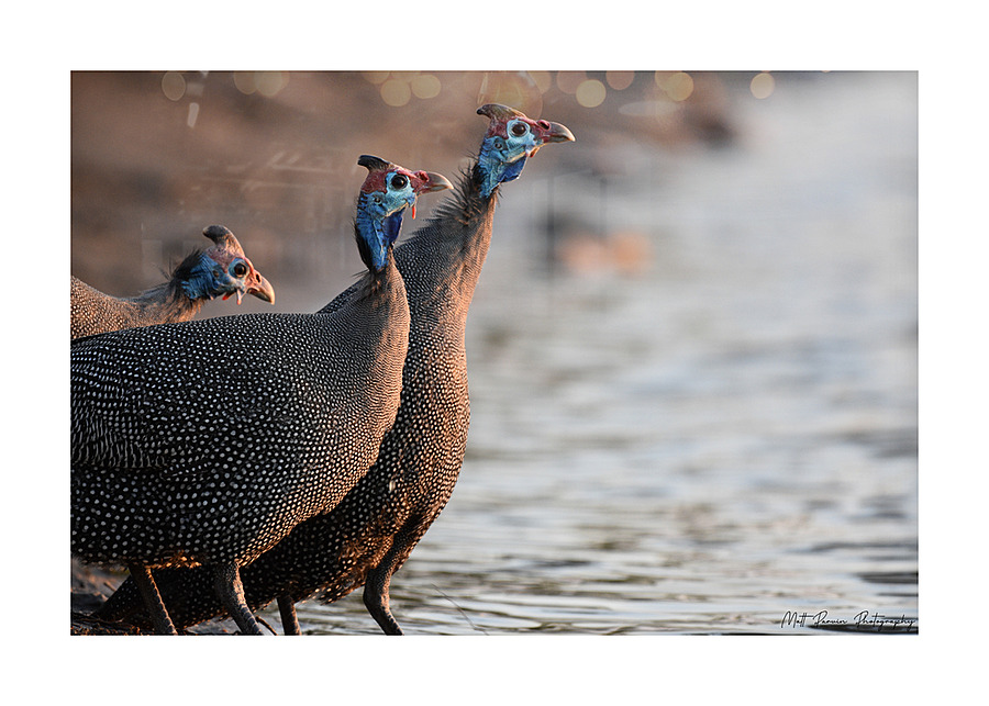 Guineafowl drinking Picture Frame print